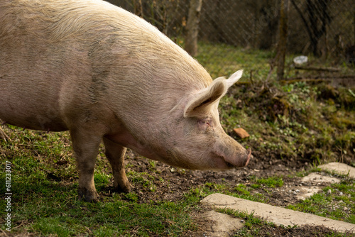 Close up of large hairy pig foraging for food in rural village