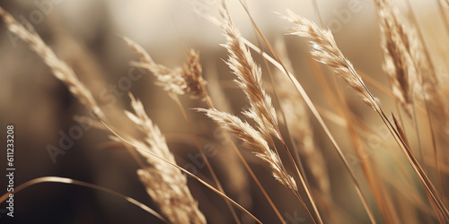 Landscape with dry reeds, beige cane, pampas grass. Macro Shoot. Nature, herbal background. Boho design. Generative ai