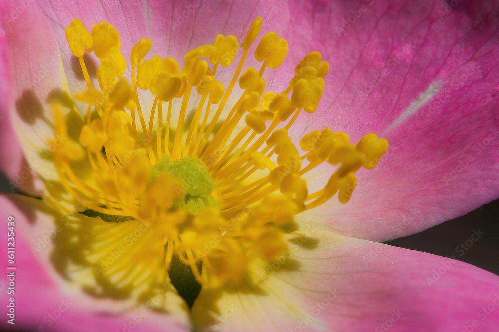 Nahaufnahme des Blütenstempels einer Wildrose