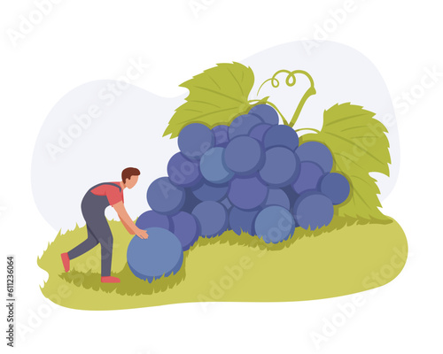 Male cartoon characters making wine from organic grapes. Growing cultivated grapes. Male character cut down giant bunches of blue grapes. Racemation. Generous summer harvest
