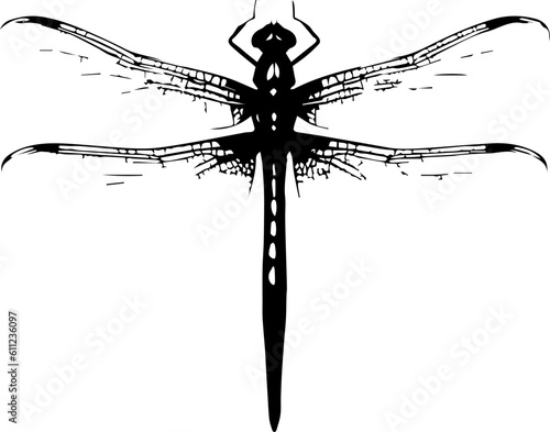 Dragon fly animal images