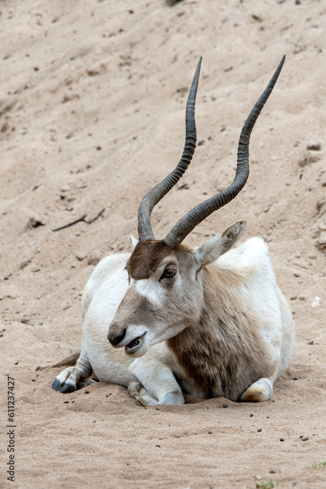 Mendesantilope