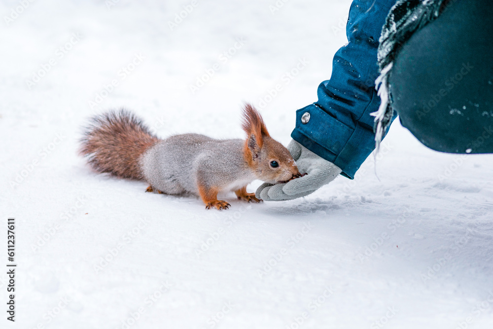 human feeding squirrel in a snow human feeding squirrel in a snow
