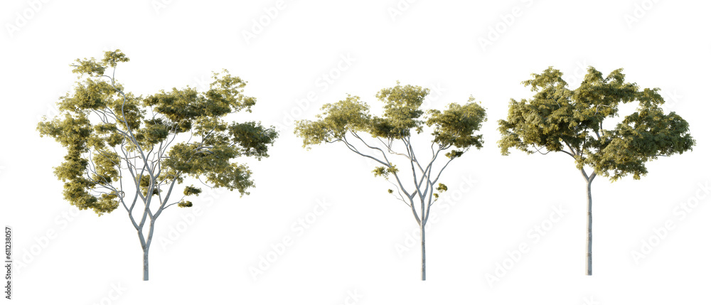 isolated cutout tree Corymbia aparrerinja in 3 different model option, daylight, summer season, best use for landscape design, and post pro render isolated cutout tree Corymbia aparrerinja in 3 different model option, daylight, summer season, best use for landscape design, and post pro render