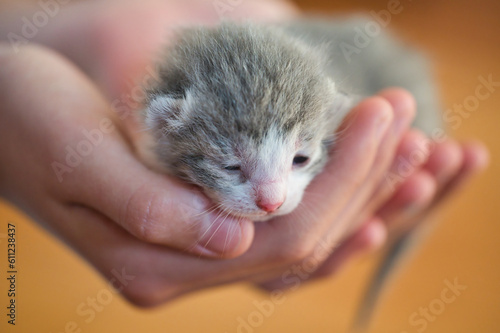 Nahaufnahme eines Kitten in menschlichen Händen