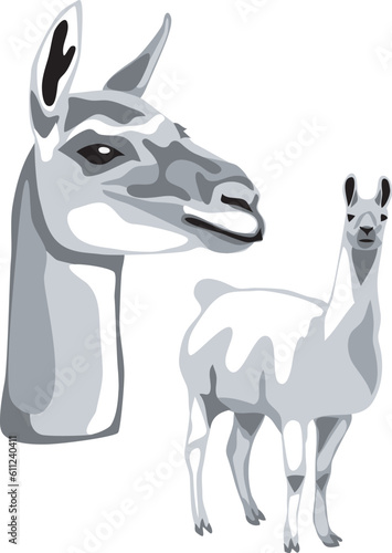 Llama - greyscale vector illustration