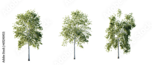 isolated cutout  tree Betula-pendula in 3 different model option  daylight  summer season  best use for landscape design  and post pro render