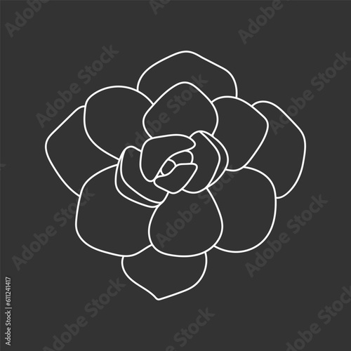 Succulent echeveria in doodle style, vector illustration. Desert flower for print and design. Outline mexican plant, graphic isolated element on chalk board background. Housplant for decor interior