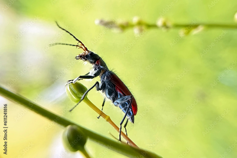 Malachius aeneus, the scarlet malachite beetle, is a species of soft-winged flower beetle in the family Melyridae Malachius aeneus, the scarlet malachite beetle, is a species of soft-winged flower beetle in the family Melyridae
