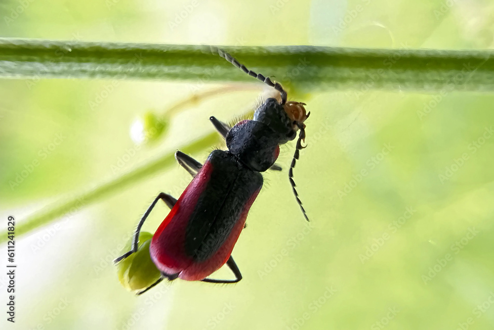 Fototapeta premium Malachius aeneus, the scarlet malachite beetle, is a species of soft-winged flower beetle in the family Melyridae