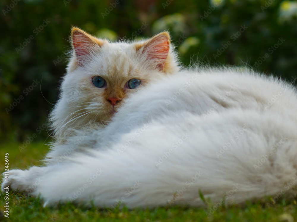 A white cat sitting in the garden