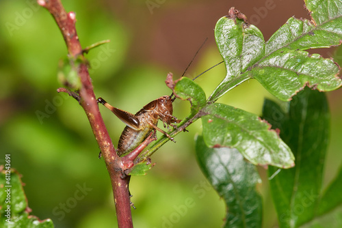 Little brown grasshopper sits on wild plant, Danubain wetland, Slovakia