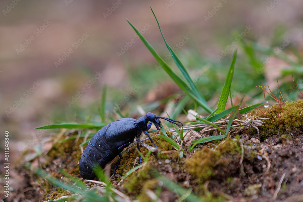 Close-up of violet oil beetle,, Meloe violaceus,, in its natural environment, Carpathian forest, Slovakia