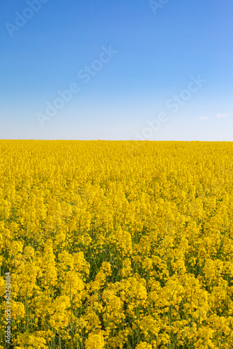 rapeseed field