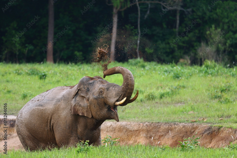 Elephant in habitat