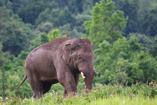 Elephant in habitat