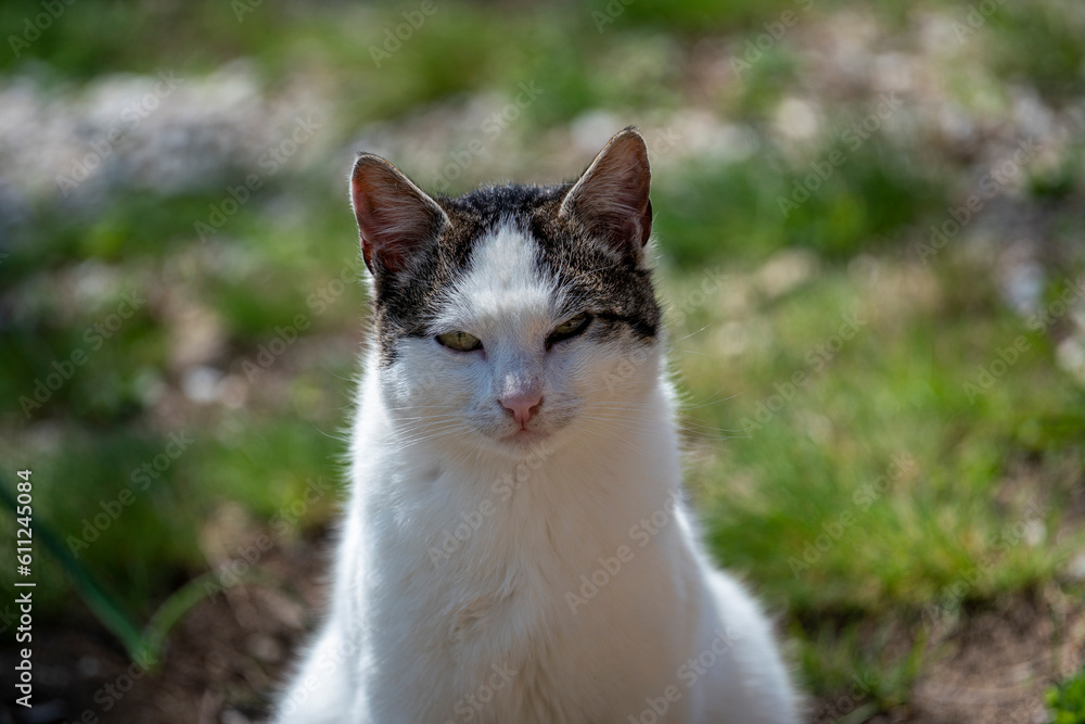 Pets cats in different situations in the trees and in the house Pets cats in different situations in the trees and in the house