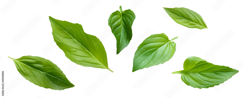 Set of green leaves isolated on transparent or white background, png Set of green leaves isolated on transparent or white background, png