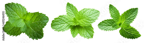 Collection of fresh mint leaves isolated on transparent or white background, png
