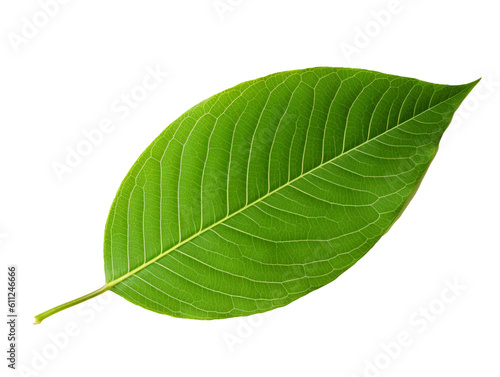 Green leaf isolated on transparent or white background, png