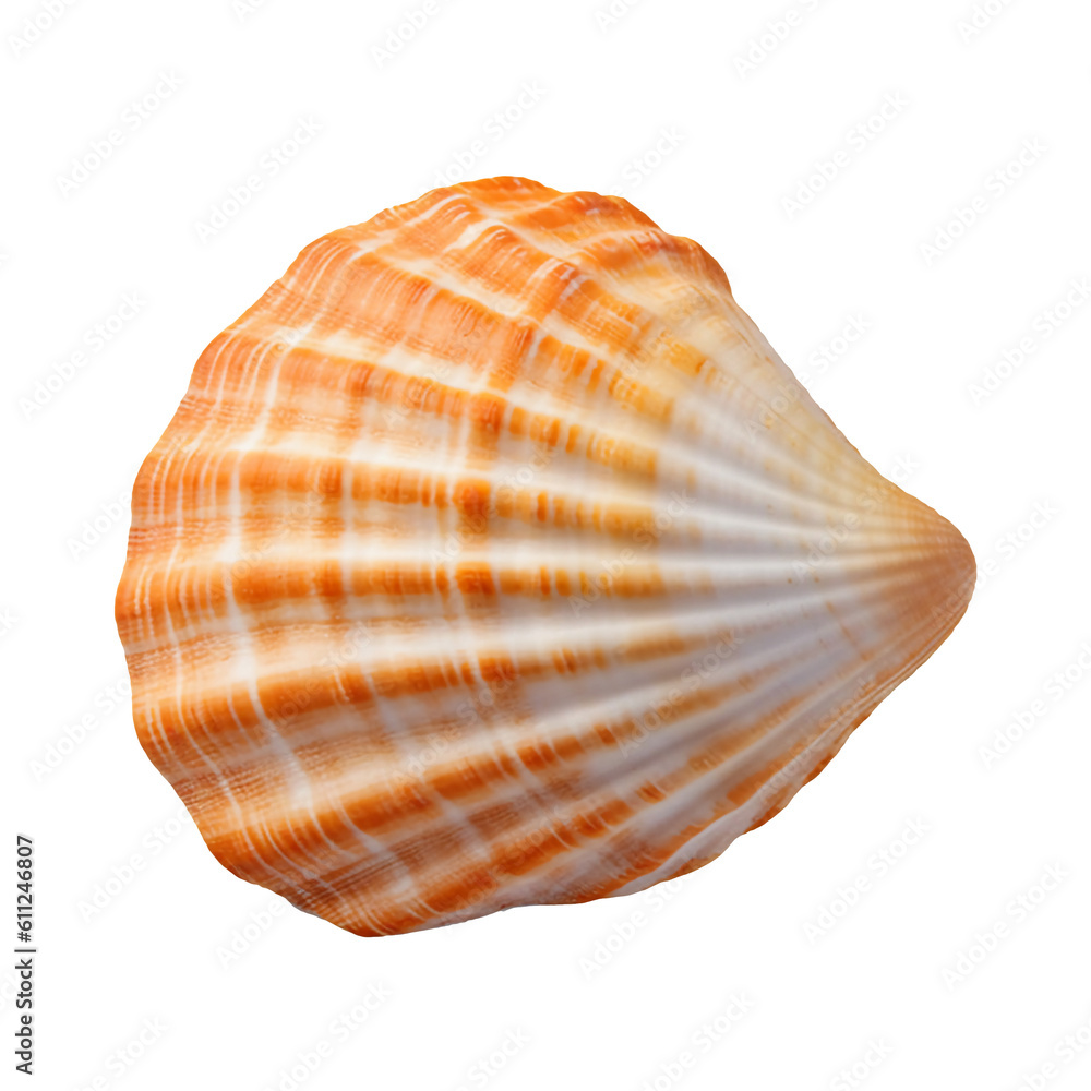 Seashell isolated on transparent or white background, png Seashell isolated on transparent or white background, png