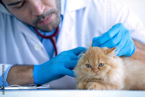 Fototapeta Naklejka Na Ścianę i Meble -  Veterinarian doctor is making a check up of a yellow kitten, Veterinary concept