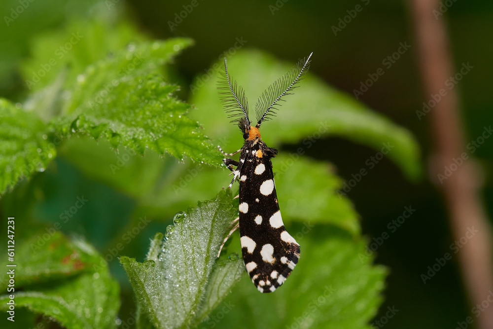 Close-up of night butterfly in its natural environment, carpathian forest, Slovakia Close-up of night butterfly in its natural environment, carpathian forest, Slovakia