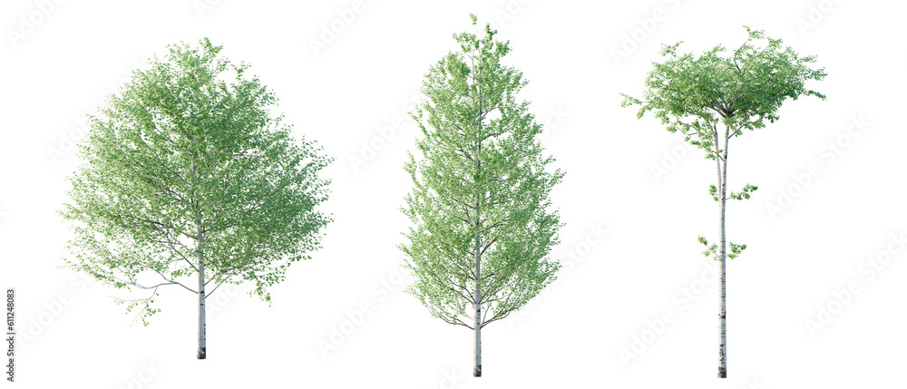 isolated cutout tree Populus tremuloides in 3 different model option ...