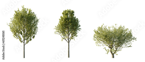 isolated cutout  tree Fraxinus Excelsior in 3 different model option  daylight  summer season  best use for landscape design  and post pro render