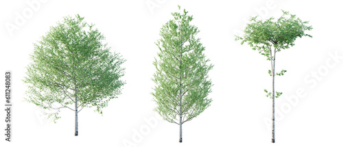 isolated cutout  tree Populus tremuloides in 3 different model option  daylight  summer season  best use for landscape design  and post pro render
