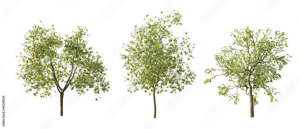 Obraz premium isolated cutout tree Malus Domestica in 3 different model option, daylight, summer season, best use for landscape design, and post pro render