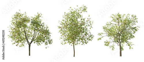 isolated cutout  tree Malus Domestica in 3 different model option  daylight  summer season  best use for landscape design  and post pro render
