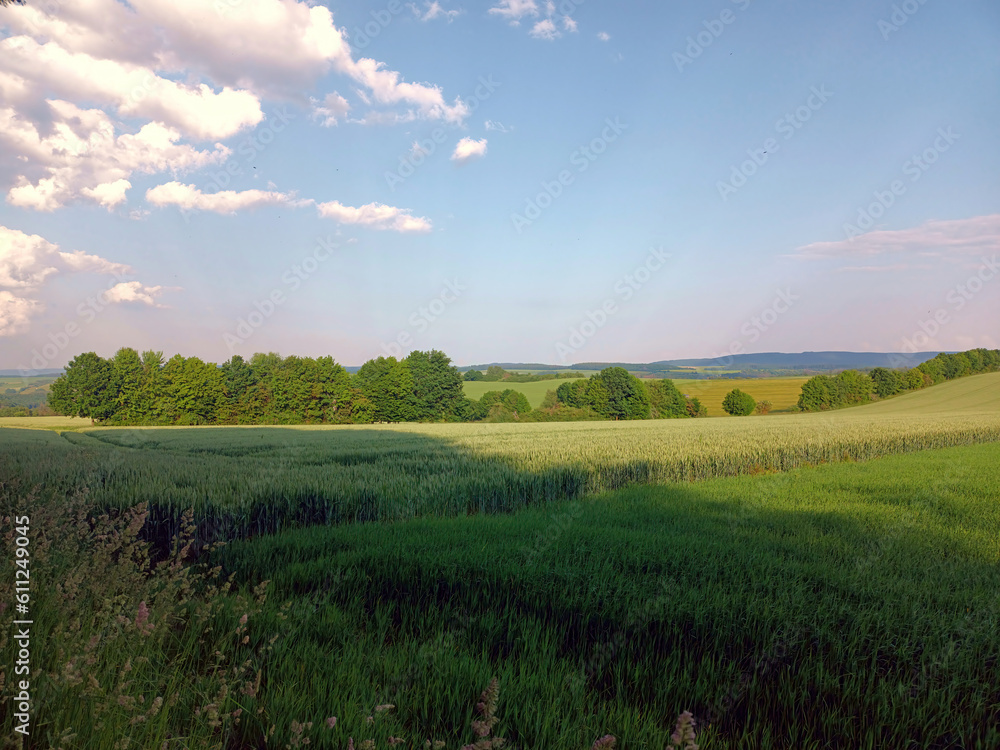 Obraz premium Idyllische Natur im Hunsrück im Frühsommer: Feld mit Bäumen im Hintergrund vor blauem Himmel mit weißen Wölkchen bei Dill, nähe Kirchberg auf dem Premium-Wanderweg Traumschleife Diller Burgpfad.