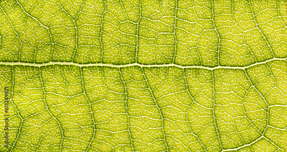 Close-up leaf. Macro photography. Green leaf veins texture. Close-up leaf. Macro photography. Green leaf veins texture.