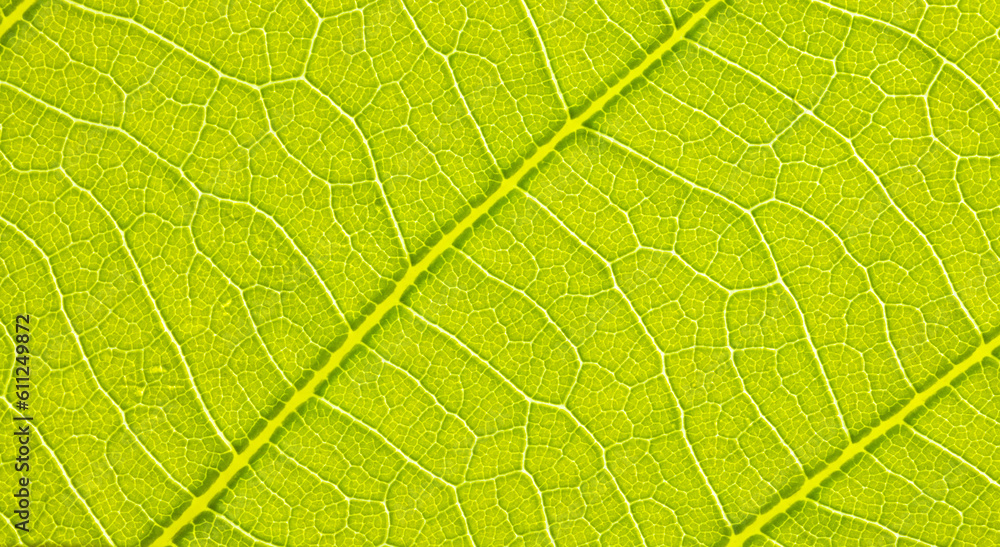 Close-up leaf. Macro photography. Green leaf veins texture. Close-up leaf. Macro photography. Green leaf veins texture.