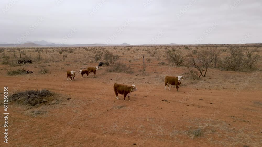 Aerial Shot of Cows Grazing in Desert Ranch in Big Bend National Park in Texas, USA. 4k Drone Footage Aerial Shot of Cows Grazing in Desert Ranch in Big Bend National Park in Texas, USA. 4k Drone Footage