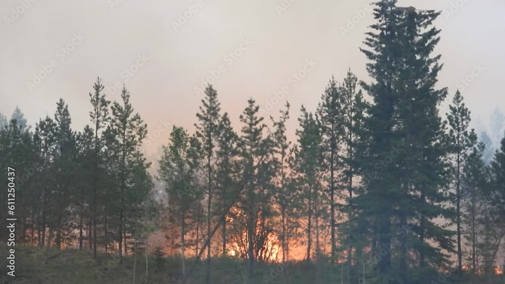 raging wildfire behind treeline with high flames and smoke. Alberta, Canada raging wildfire behind treeline with high flames and smoke. Alberta, Canada