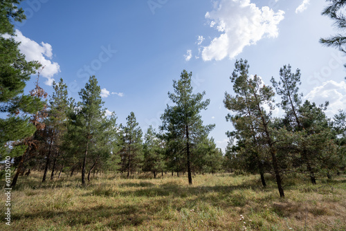 Pine trees and clouds in the forest