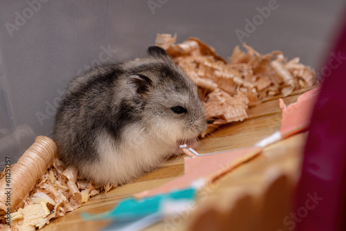 Campbell's dwarf hamster photo