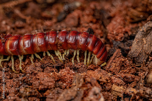 Red Flat-backed Millipede
