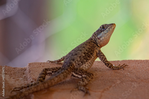 Small ground lizard of the genus Tropidurus photo