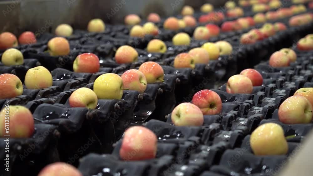 Slow Motion of Fresh Apples Moving Along High Speed, Automatic Sorting ...