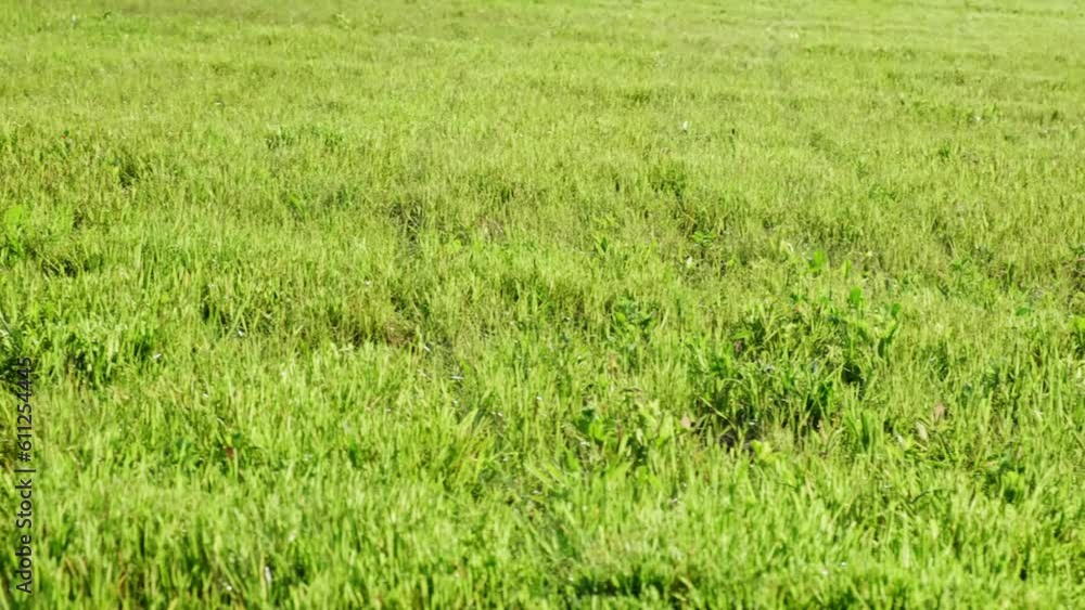 Green grass swaying in the wind in slow motion. Healthy juicy lawn closeup. It's time to cut. The meadow densely overgrown with grass. Field of grass. Top view. Rural background. Natural abstraction.