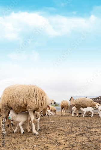 Herd of sheep. Baby lambs suckling milk from its mother sheep. Feeding baby farm animals. Livestock farm concept vertical image with copy space.  Countryside life.