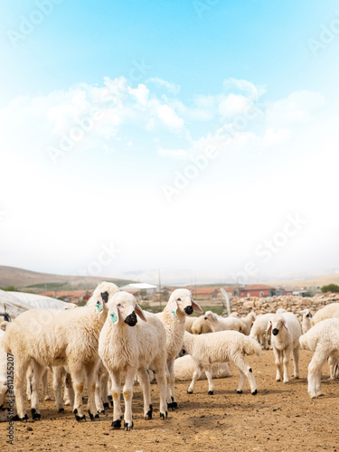 Fototapeta Naklejka Na Ścianę i Meble -  Flock of young sheep, beautiful livestock image of flock of young sheep. Blue sky with white clouds. Herd of healthy lambs looking camera. Farm life concept with copy space. Kurban bayram.