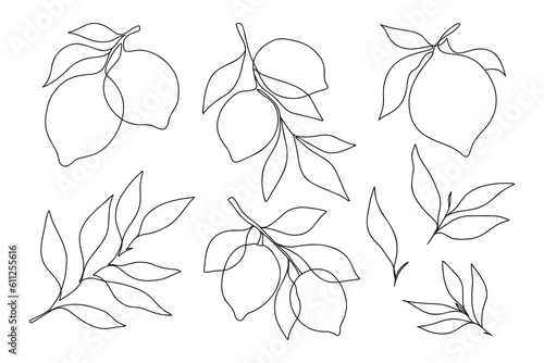 Set of one line minimalistic lemon branches and leaves. Branches with lemons and leaves for menu, posters, invitations, web.