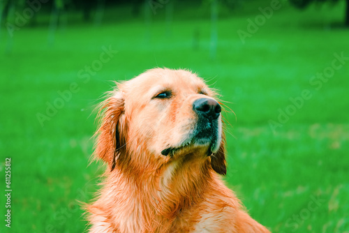 Cute Labrador dog retriever in the park at hot summer day.Closeup of wet dog Labrador Retriever in summer day.