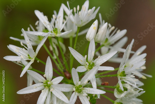 Close-up of bloosoming wild garlic in early spring, Danubian wetland, Slovakia photo