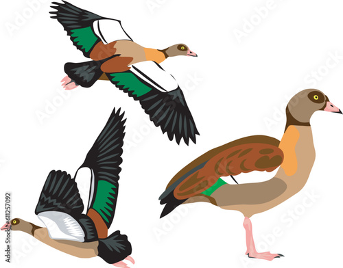 Egyptian goose - vector illustration