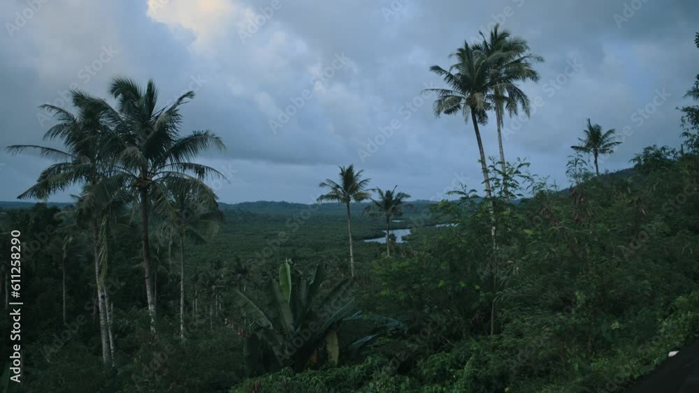 Palm trees popping up through the landscape of the island Siargao, Philippines Palm trees popping up through the landscape of the island Siargao, Philippines